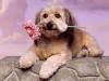 Looking for Love